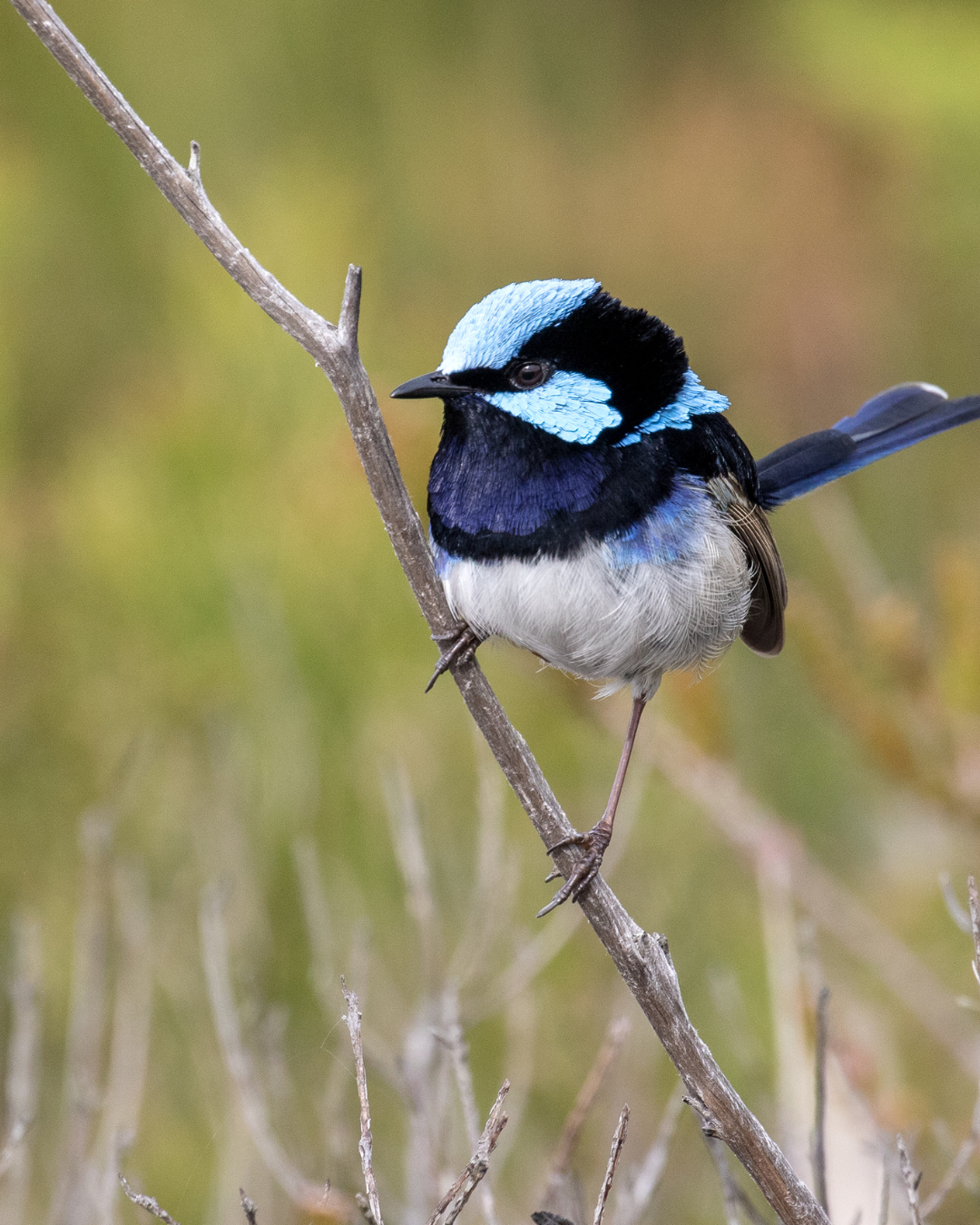Blue bird sitting on a stick