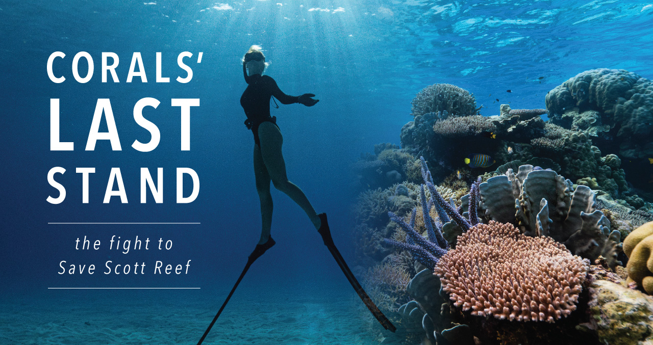 picture of a person diving with coral in the very blue sea with the words Corals Last Stand - the fight to say Scott Reef
