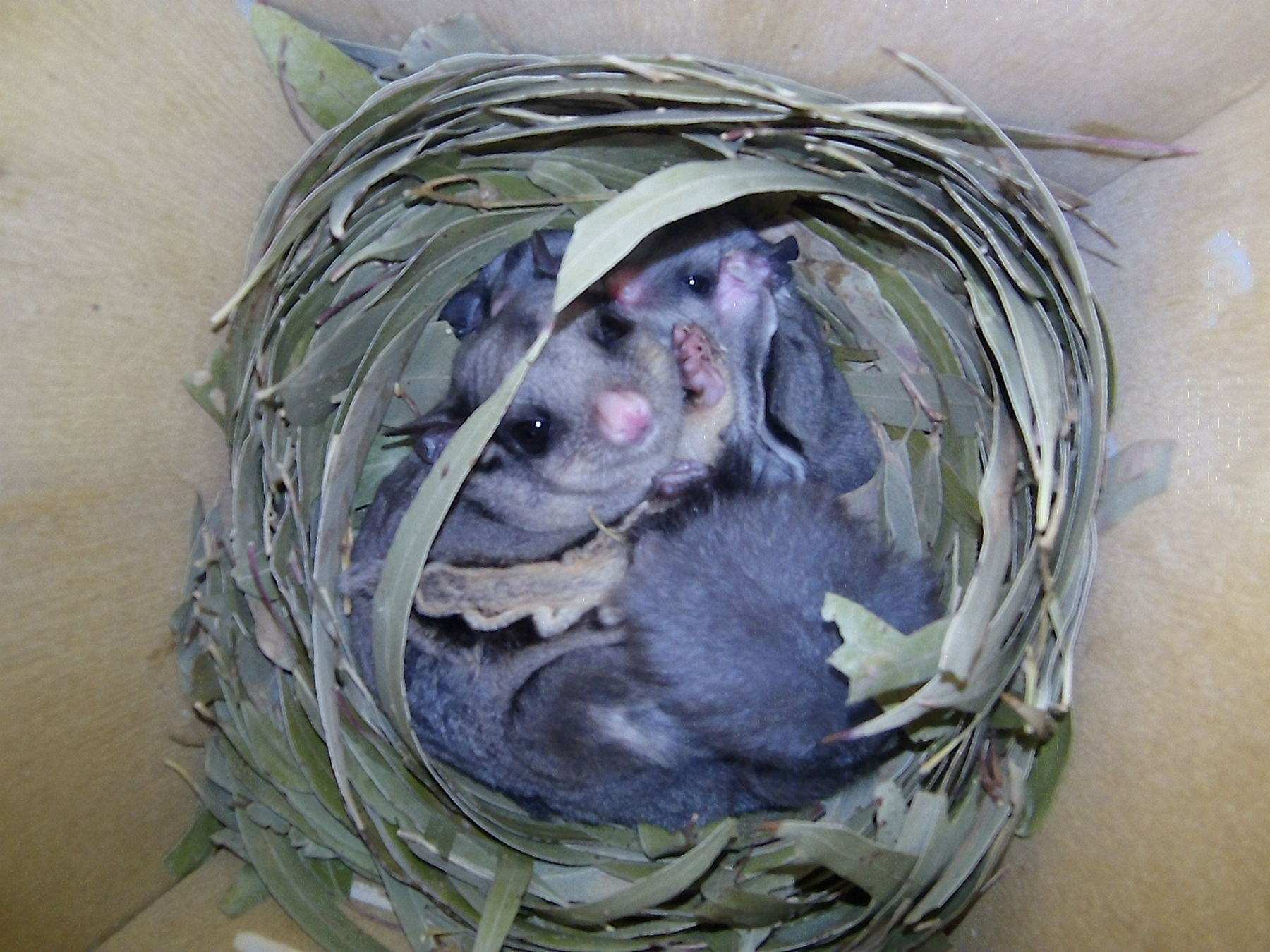 Possums in a nest