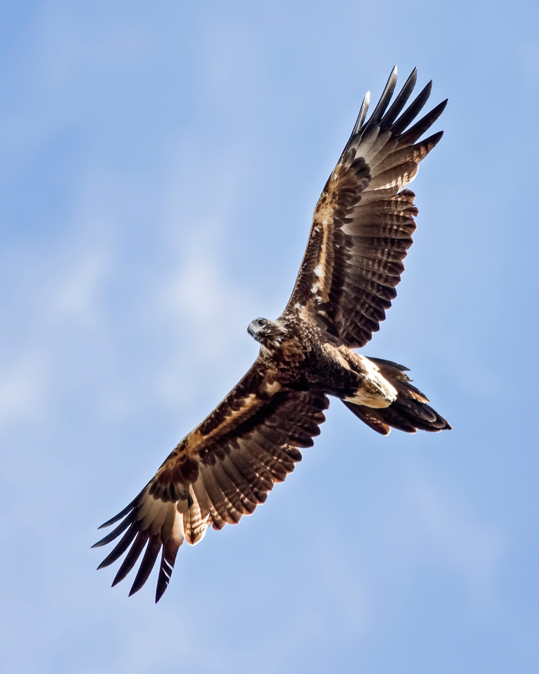 Image of Bundjil also known as the Wedge-tailed Eagle flying
